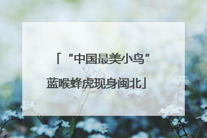 “中国最美小鸟”蓝喉蜂虎现身闽北