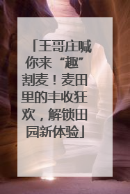 王哥庄喊你来“趣”割麦！麦田里的丰收狂欢，解锁田园新体验