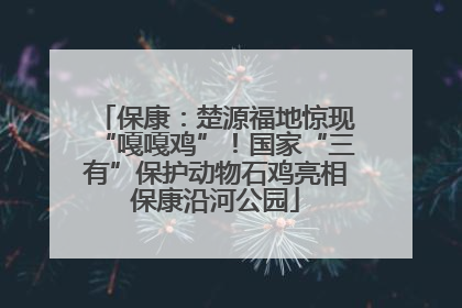 保康：楚源福地惊现“嘎嘎鸡”！国家“三有”保护动物石鸡亮相保康沿河公园