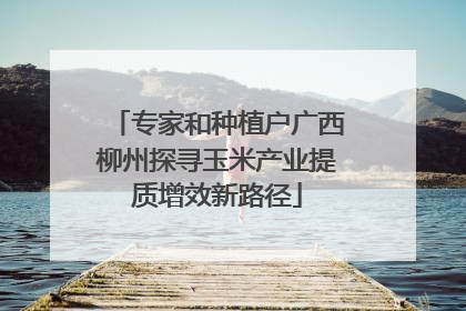 专家和种植户广西柳州探寻玉米产业提质增效新路径