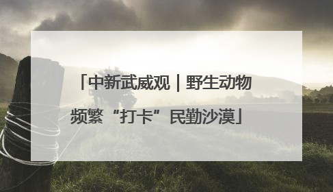 中新武威观｜野生动物频繁“打卡”民勤沙漠
