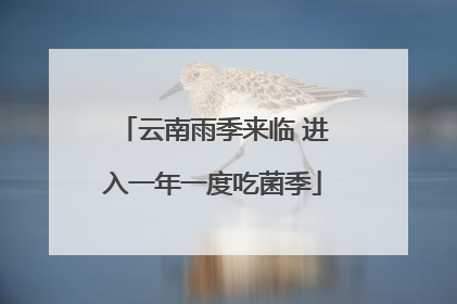 云南雨季来临 进入一年一度吃菌季