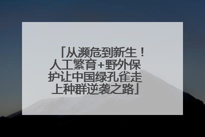 从濒危到新生！人工繁育+野外保护让中国绿孔雀走上种群逆袭之路