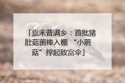 嘉禾普满乡：首批猪肚菇菌棒入棚 “小蘑菇”撑起致富伞