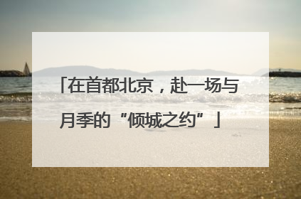 在首都北京，赴一场与月季的“倾城之约”
