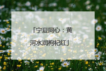 宁夏同心：黄河水润枸杞红