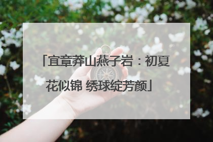 宜章莽山燕子岩：初夏花似锦 绣球绽芳颜