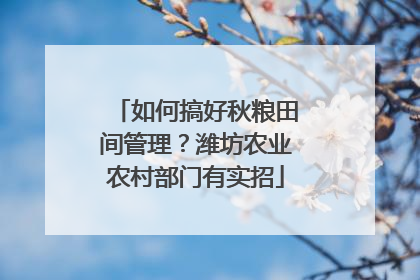 如何搞好秋粮田间管理？潍坊农业农村部门有实招