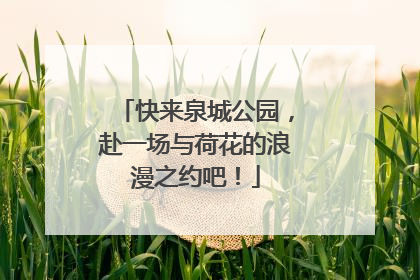 快来泉城公园，赴一场与荷花的浪漫之约吧！