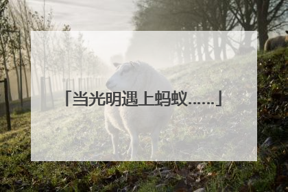 当光明遇上蚂蚁……