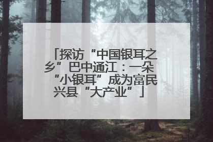 探访“中国银耳之乡”巴中通江：一朵“小银耳”成为富民兴县“大产业”