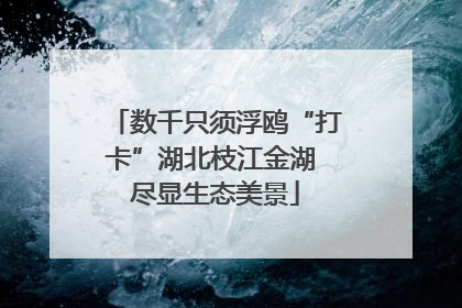 数千只须浮鸥“打卡”湖北枝江金湖 尽显生态美景