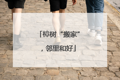 樟树“搬家”，邻里和好