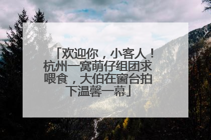 欢迎你，小客人！杭州一窝萌仔组团求喂食，大伯在窗台拍下温馨一幕