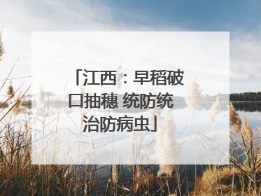 江西：早稻破口抽穗 统防统治防病虫