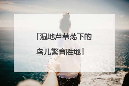 湿地芦苇荡下的鸟儿繁育胜地