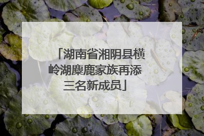 湖南省湘阴县横岭湖麋鹿家族再添三名新成员