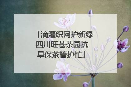 滴灌织网护新绿 四川旺苍茶园抗旱保茶管护忙