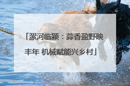 漯河临颍：蒜香盈野映丰年 机械赋能兴乡村