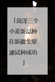 菏泽三个小麦新品种在新疆戈壁滩试种成功
