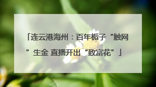 连云港海州：百年栀子“触网”生金 直播开出“致富花”