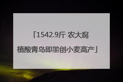 1542.9斤 农大腐植酸青岛即墨创小麦高产